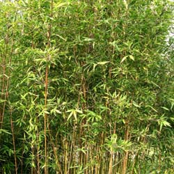 Bambu Semia. makinoi